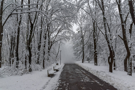 保加利亚索非亚市南部公园的冬景，白雪覆盖的树木