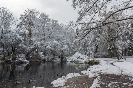 保加利亚索非亚市南部公园的冬景，白雪覆盖的树木