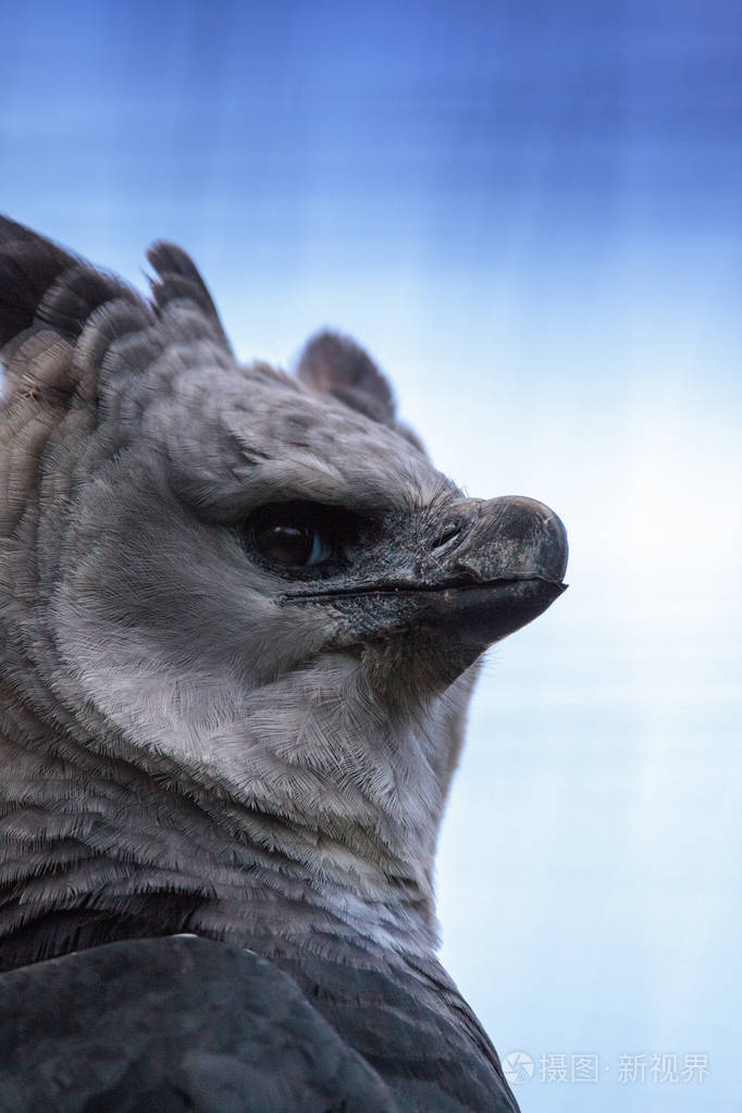 哈比鹰哈皮亚猛禽栖息在树枝上