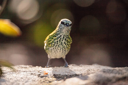 斑点斑斑鸟tangara是一种新热带鸟类,羽毛中有黄色和绿色.照片