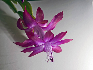 圣诞节仙人掌花，拉丁名Schlumbergera，背景模糊，焦点狭窄