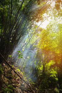 竹林竹林，清晨阳光和雾烟