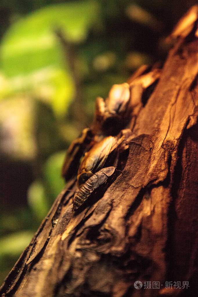 中美洲森林蟑螂