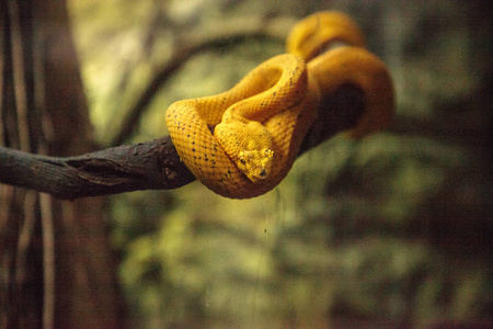 黄色睫毛毒蛇蛇