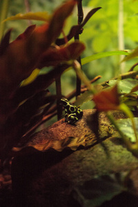 绿色和黑色毒镖蛙 Dendrobates 鲫鱼