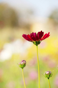 美丽的宇宙花园里五颜六色的花