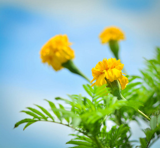 花园和天空背景中黄色的万寿菊幼芽