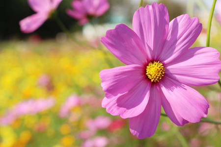 美丽的宇宙花园里五颜六色的花