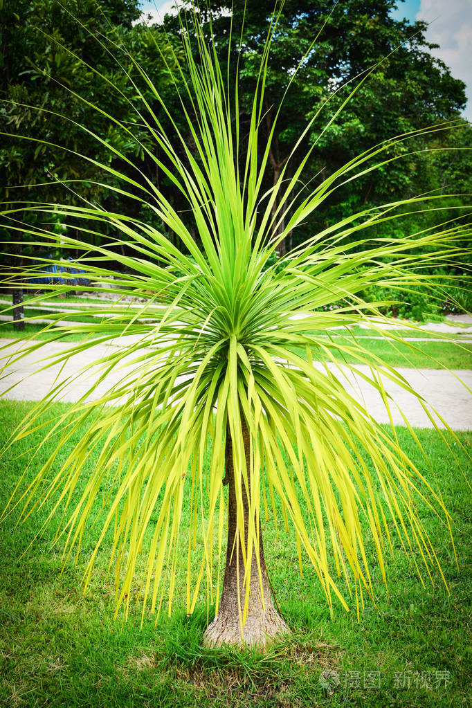 dracaenaloureiri树美丽的植物观赏植物花园中长叶