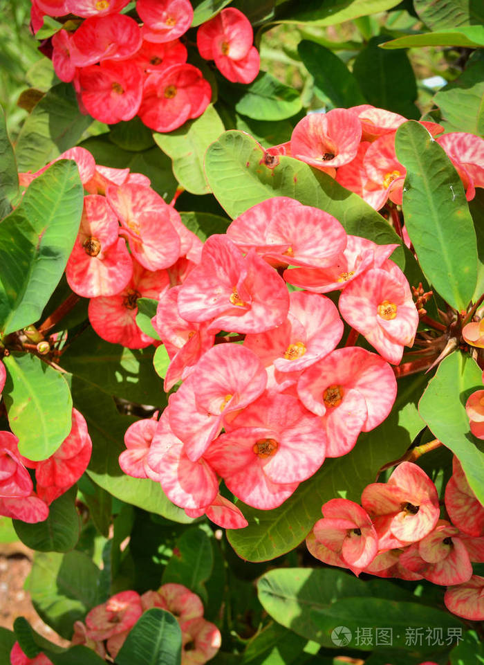 夏天花园里的刺花或基督刺花的红冠照片-正版商用图