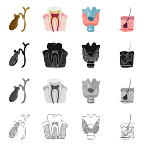 物体和人体图标的孤立对象。股票的身体和医学矢量图标集