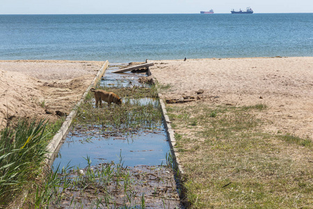 小河流灌溉渠道的脏污水和家庭垃圾导致藻类迅速生长。 水污染。 生态问题。 塑料的问题。 使用水是危险的，禁止使用