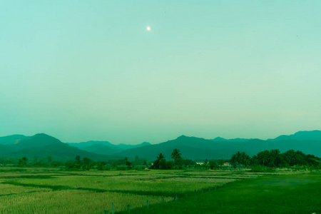 绿色黄色自然稻田，阳光和棕榈树蓝天背景。