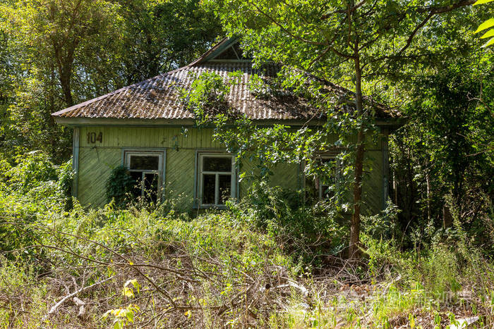 被摧毁的废弃房屋在森林中生长和死亡. 切尔诺贝利的神秘房屋废墟.