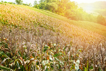 日出山上的玉米田山上的农场阳光在田野上准备收割成熟的黄色玉米农业