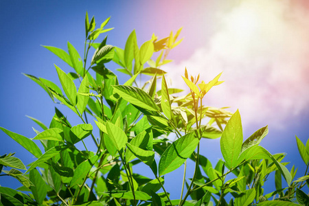 太阳树叶下的绿叶和云层上的阳光和夏天的蓝天背景