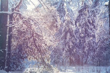 冬季雪覆盖森林。 很适合圣诞节背景。