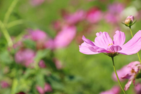 美丽的宇宙花园里五颜六色的花