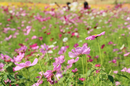 美丽的宇宙花园里五颜六色的花