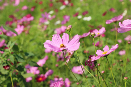 美丽的宇宙花园里五颜六色的花