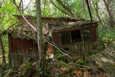切尔诺贝利放射性死亡区房屋废墟。 被摧毁的废弃房屋在森林中生长和死亡。 切尔诺贝利的神秘房屋废墟。 森林树木吸收破坏房屋。 选择