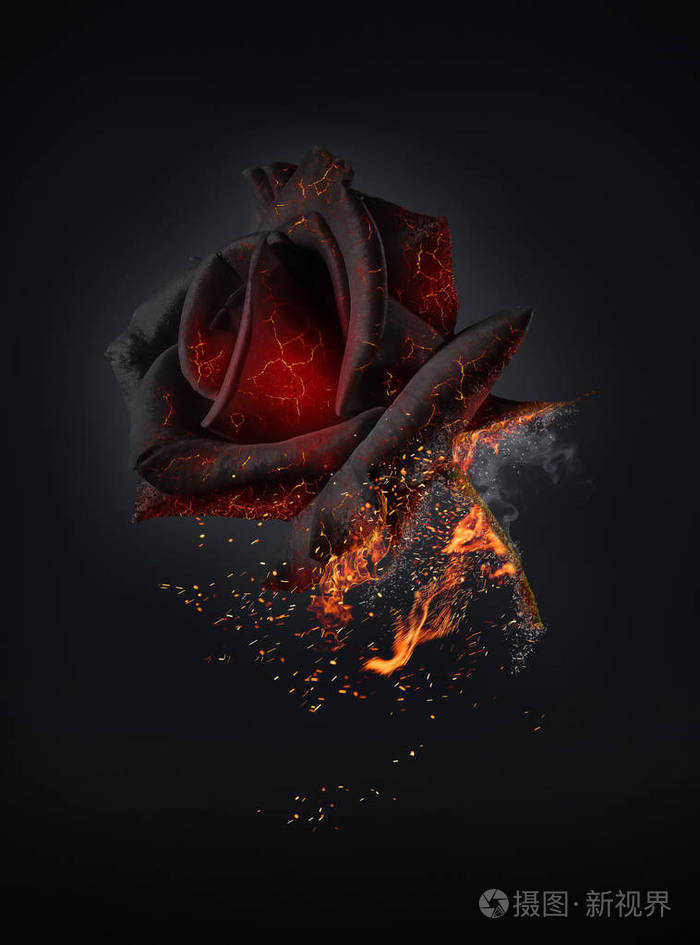 黑色背景上美丽的红玫瑰