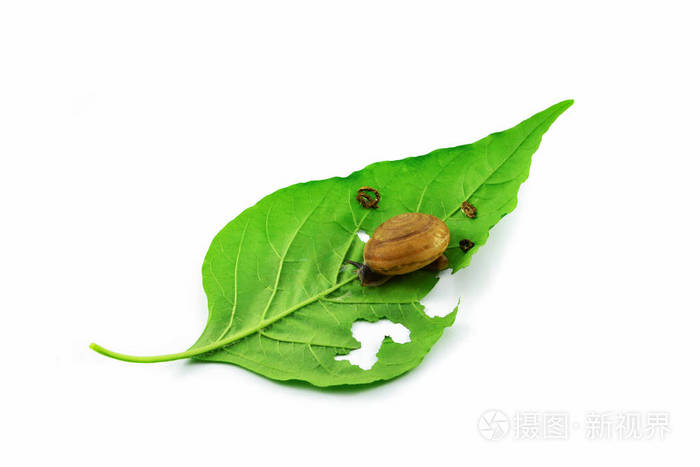 白底蜗牛吃绿叶的叶子照片-正版商用图片16gxjs-摄图新视界