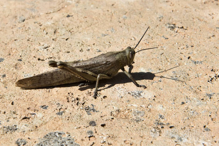 在岩石上的蚱蜢上特写