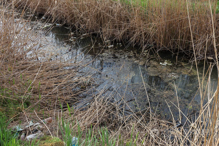 小河流灌溉渠道的脏污水和家庭垃圾导致藻类迅速生长. 水污染.