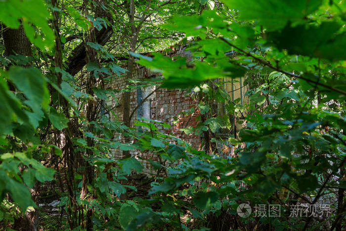 被摧毁的废弃房屋在森林中生长和死亡. 切尔诺贝利的神秘房屋废墟.