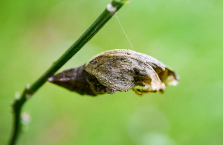 近射树茎处昆虫蛹开