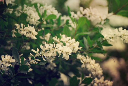 春天的白花