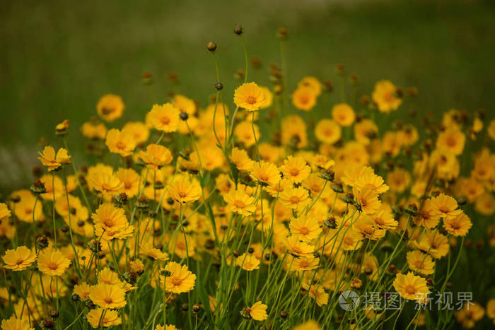 Rudbekia 夏花