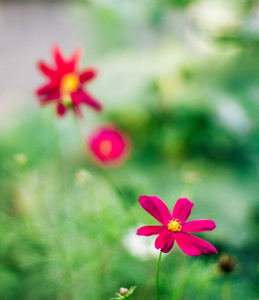 雏菊花园园艺花卉和自然造型概念优雅的视觉