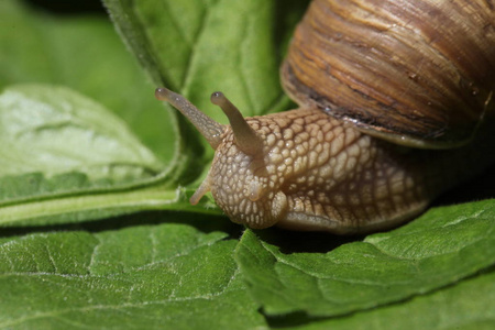 棕色蜗牛在草叶间缓慢移动