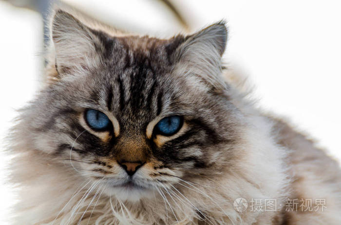 漂亮的长毛猫蓝眼睛坐在家畜外