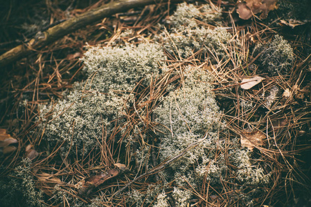 抽象的苔藓背景