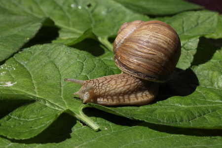 棕色蜗牛在草叶间缓慢移动