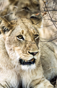 Lion，PantheraLeo，克鲁格国家公园，姆普马兰加，南非，非洲
