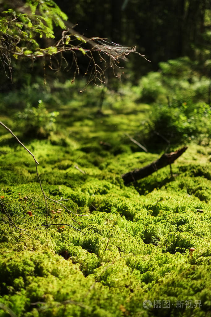 明亮的绿色苔藓生长在混凝土平台上在明亮的阳光下苔藓聚焦中心模糊