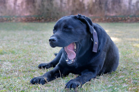 黑色拉布拉多犬孤独地躺在草地上，打哈欠表现出困倦