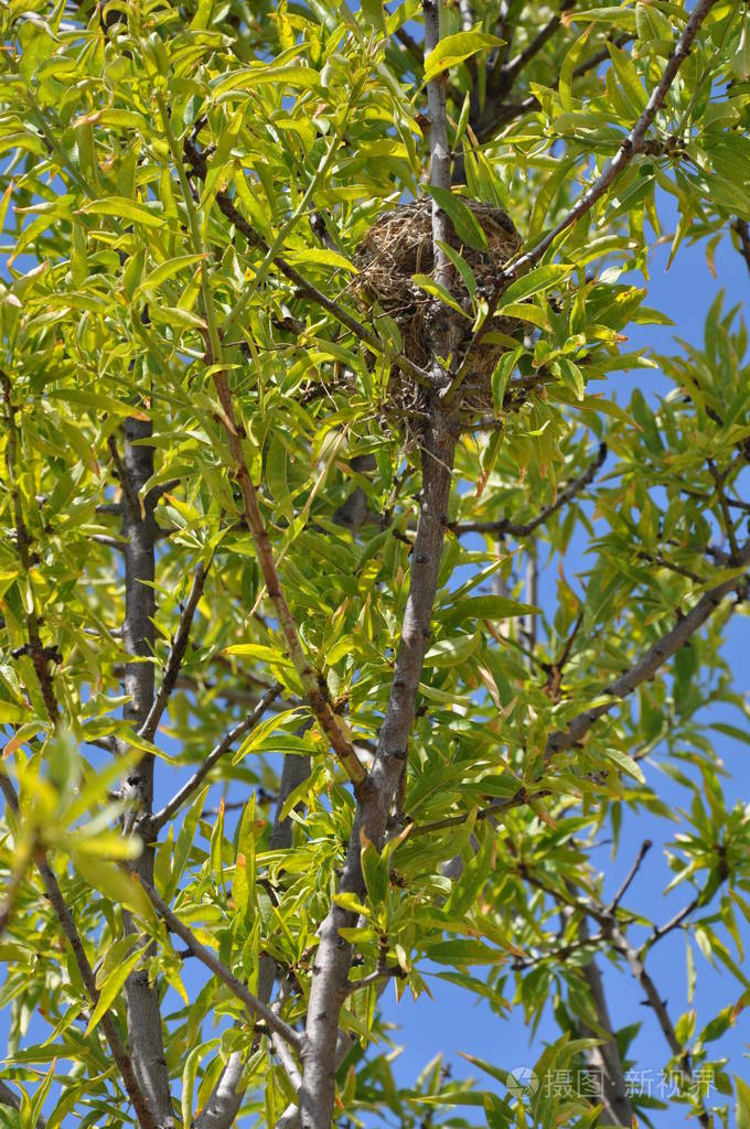 塞浦路斯森林中美丽的鸟窝在树上