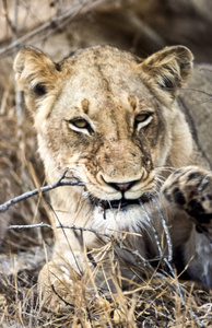 Lion，PantheraLeo，克鲁格国家公园，姆普马兰加，南非，非洲