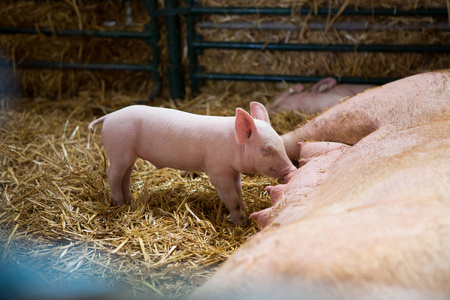 一只小猪在谷仓里吮吸肥沃的母猪.照片