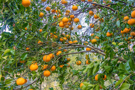 在树上生长的橙色，准备在叶子和树枝的背景下进食