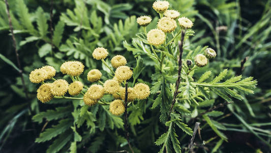 黎明的黄花在田野上