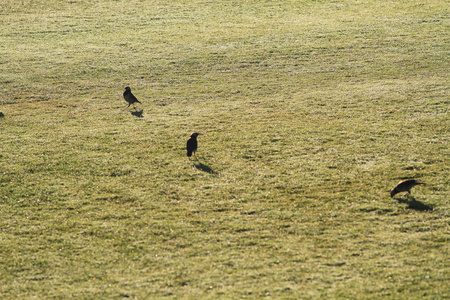 野鸟在日出时在绿色的草地上寻找食物，野生动物的可爱