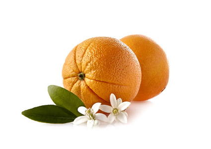 有叶子的橘子在白色的背景上开花