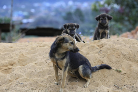 家庭狗生活和玩耍在沙丘狗生活半野性在外林