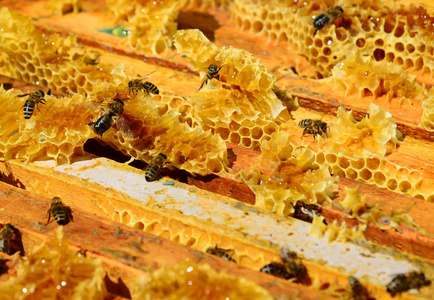 蜜蜂坐在蜂巢里的梳子上图片